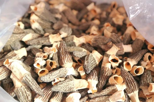 “菌生南阳,豫见统计”实践团深入菌菇农户种植地考察